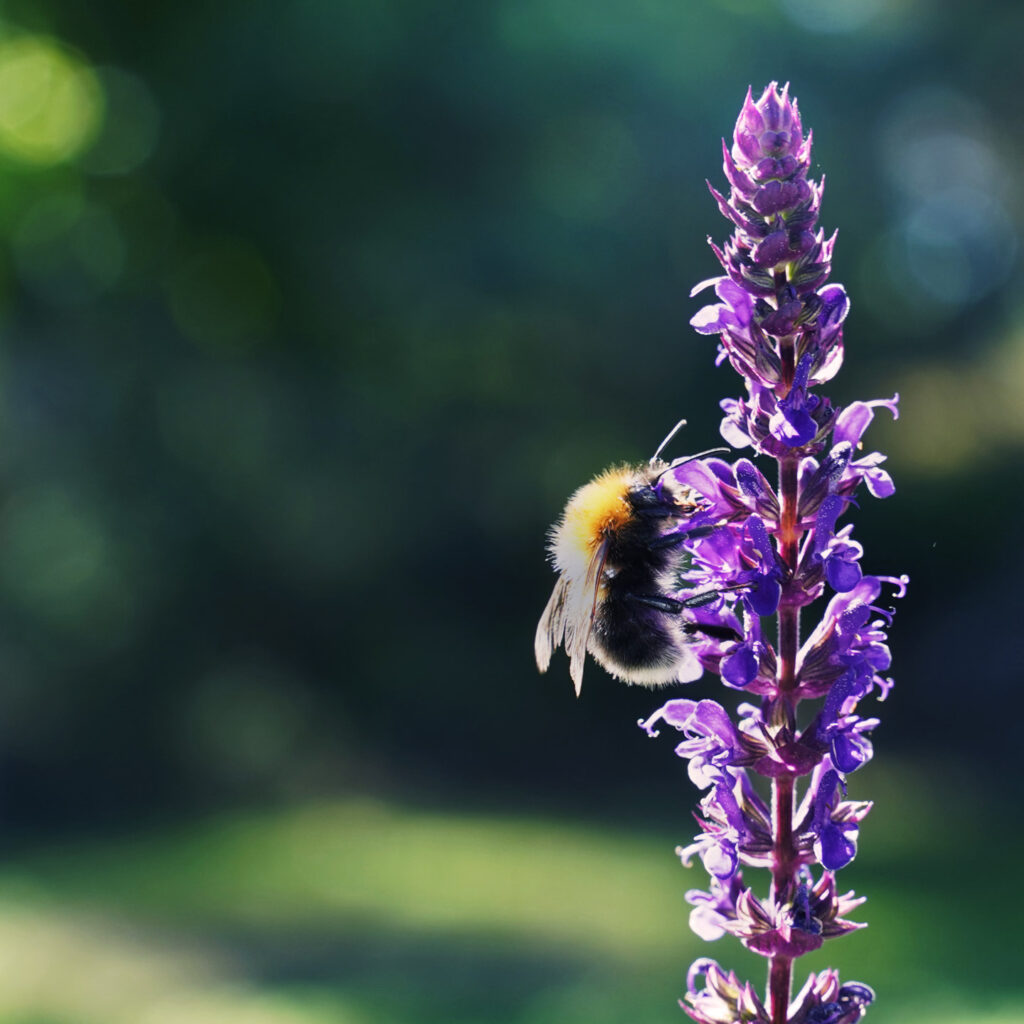 Bin u2013 små flitiga trädgårdsmästare - Naturskyddsföreningen